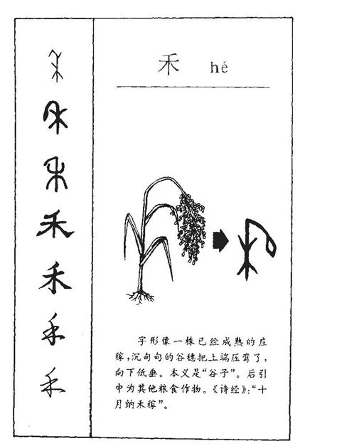 禾名字意思|禾字的寓意和解释